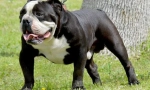 Staroangali buldog